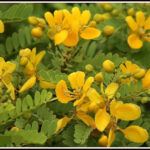 ஆவாரம்பூ