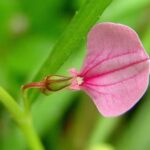 ஓரிதழ் தாமரை