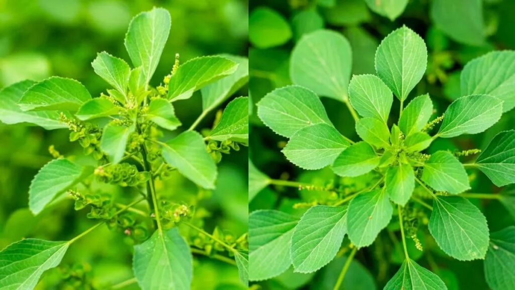 குப்பைமேனி