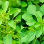 குப்பைமேனி