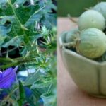 கண்டாங்கத்திரி