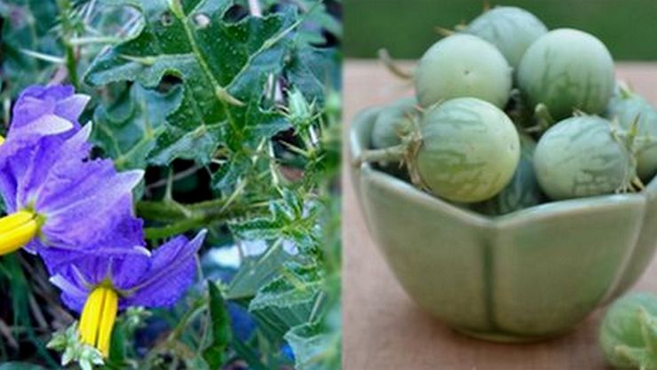 கண்டாங்கத்திரி